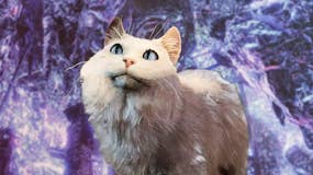 A cat in Baldur's Gate 3 .